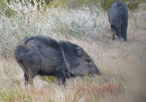 Javelinas